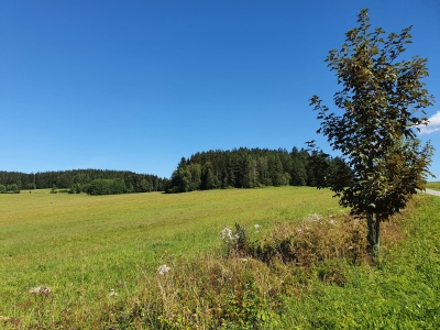 Lipno nature